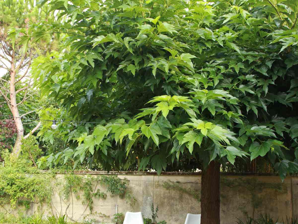 Murier-platane Mûrier platane adulte dans un jardin