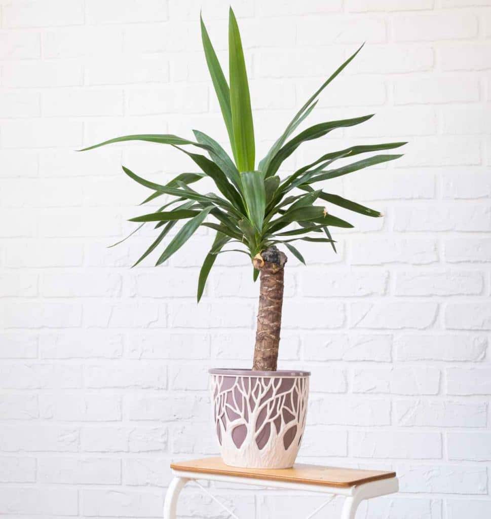 Yucca