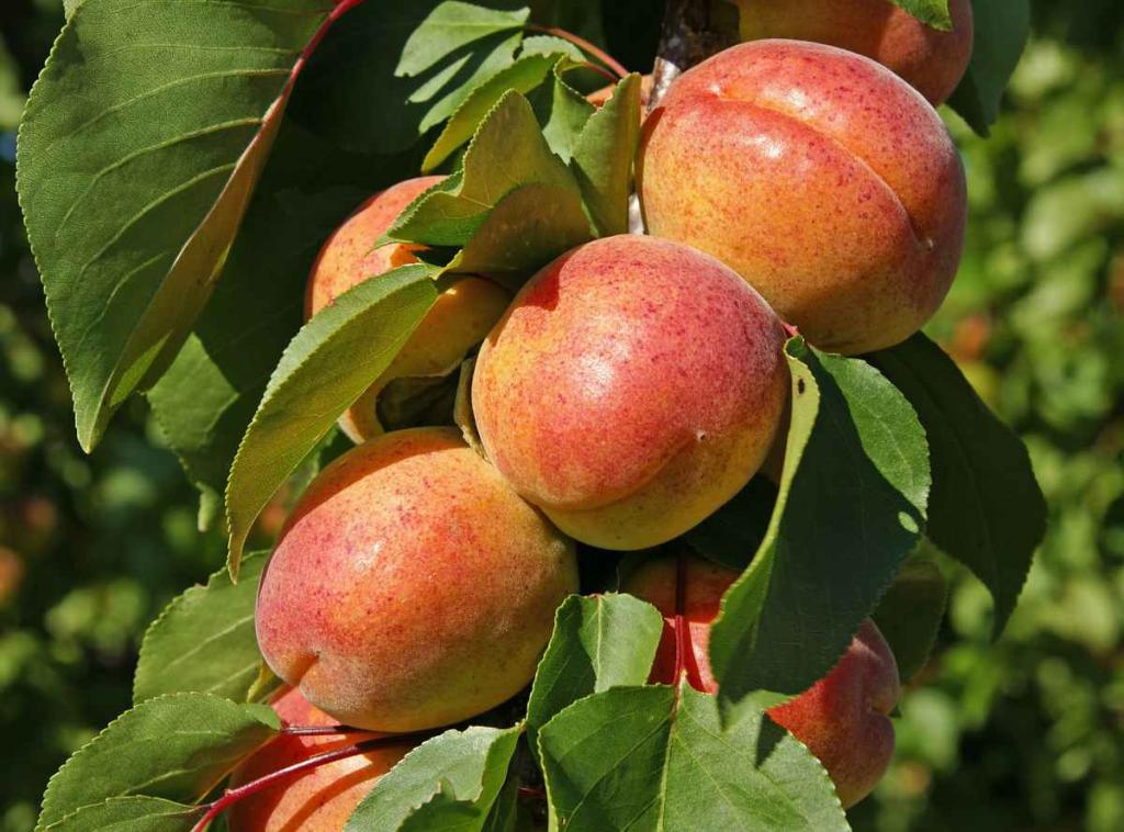 abricotier-polonais-Prunus-armeniaca