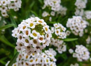 alyssum-alysse alyssum - alysse