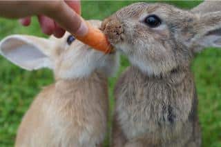 dents-lapin-usure dents-lapin-usure