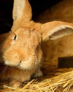 dents-lapin-usure-alimentaton-1 dents lapin usure alimentation