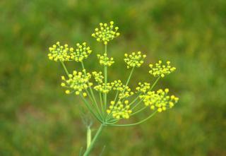 fenouil-commun-sauvage-utilisation fenouil commun sauvage utilisation