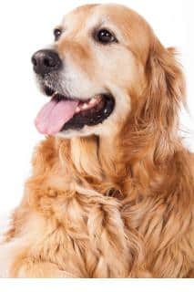 seborrhee-grasse-chien-symptomes séborrhée grasse chez le chien symptômes