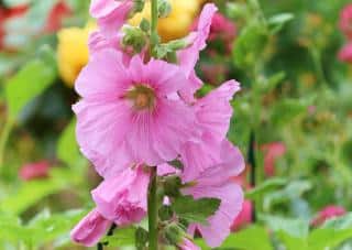 Alcea-rosea-entretien Entretien de Alcea rosea