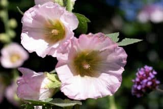 Alcea-rosea-rose-tremiere Alcea rosea - rose tremiere