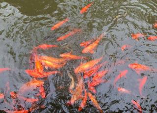 Banc-de-poissons-rouges Banc de poissons rouges