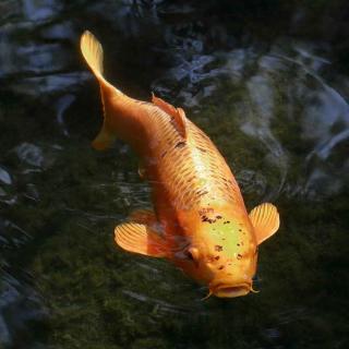 Carpe-Koi-Kin Carpe Koï Kin