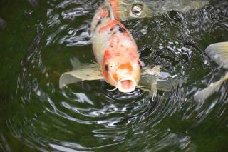 Carpe-Koi-en-bassin Alimentation de la Carpe Koï en bassin