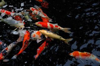 Carpes-Koi-2 Carpes Koï