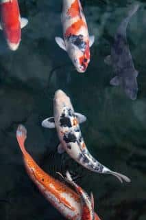 Carpes-Koi Carpe Koï eau