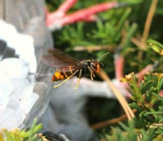 Les-plantes-qui-attirent-le-frelon-asiatique Les plantes qui attirent le frelon asiatique