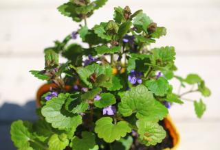 Lierre-terrestre-en-pot-Glechoma-hederacea Lierre terrestre en pot - Glechoma hederacea