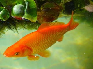 Poisson-rouge-de-bassin Poisson rouge de bassin