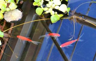 Poissons-rouges-de-bassin Poissons rouges de bassin