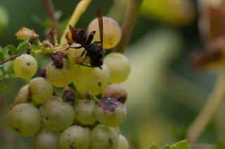 Raisin-et-frelon-asiatique Raisin et frelon asiatique