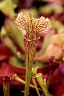 Sarracenias Sarracenia