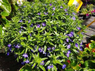 Scaevola-en-pot Scaevola en pot