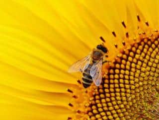 Tournesol-et-frelon-asiatique Tournesol et frelon asiatique
