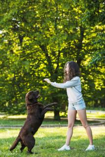 chien-qui-saute-sur-les-personnes-solutions chien qui saute sur les personnes quelles solutions ?