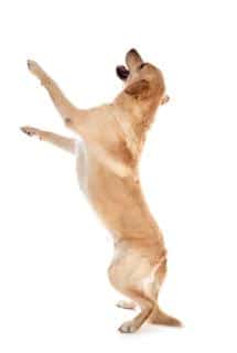 chien-qui-saute-sur-tout-le-monde-dangers chien qui saute sur tout le monde, quels dangers ?