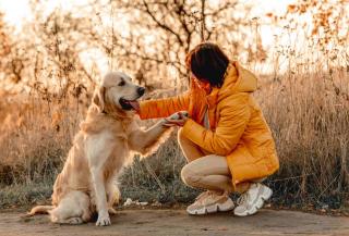 education-golden-retriever éducation golden retriever