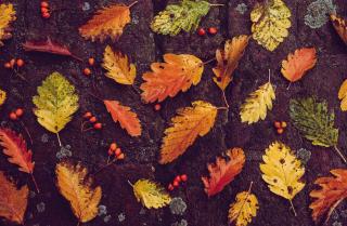 feuilles-pour-faire-du-terreau feuilles pour faire du terreau