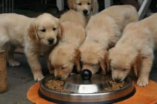 golden-retriever-alimentation-informations golden retriever alimentation informations