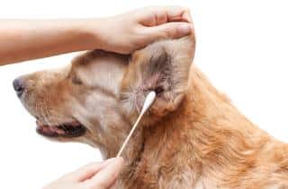 golden-retriever-entretien golden retriever entretien