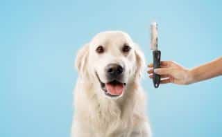 golden-retriever-entretien-soins golden retriever entretien