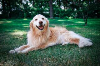 golden-retriever-pelage golden retriever pelage