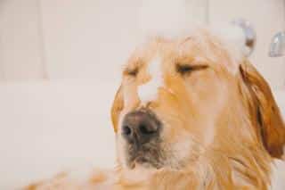 golen-retriever-sante-soins golden retriever santé soins