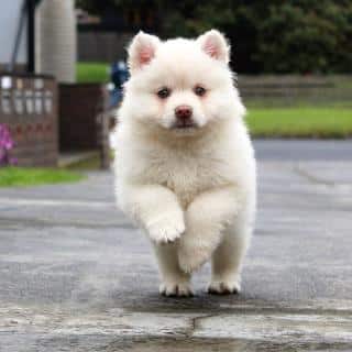rappel-chien-utilite rappel chien utilité et importance