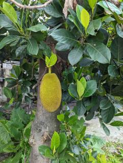 Artocarpus-heterocphyllus Artocarpus hétérocphyllus