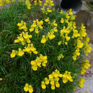 Calceolaria-Calceolaire Calceolaria Calcéolaire