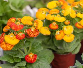 Calceolaria-Calceolaire-plantation Calceolaria Calcéolaire plantation