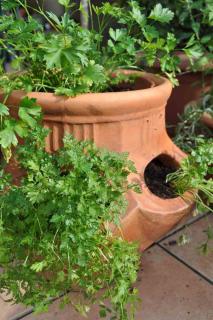 Cerfeuil-en-pot Cerfeuil en pot