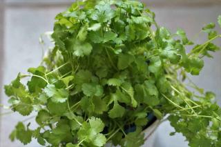 Coriandre-en-pot Coriandre-en-pot