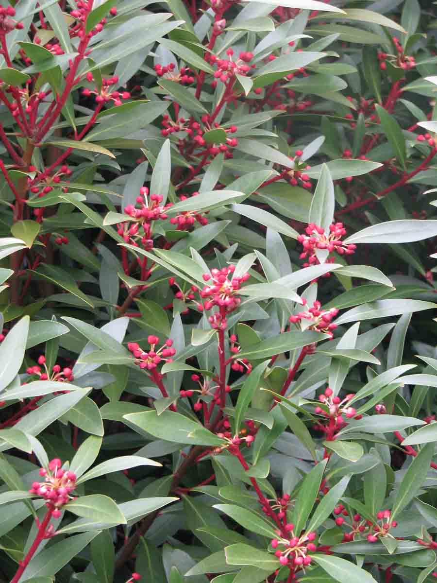 Drymis-aromatica Drymis aromatica