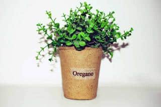 Origan-cultive-en-pot Origan cultivé en pot