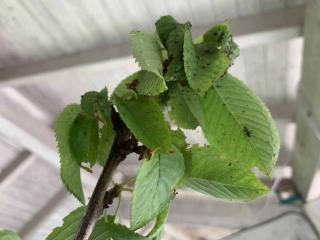 Parasites-cerisier-en-pot Parasites cerisier
