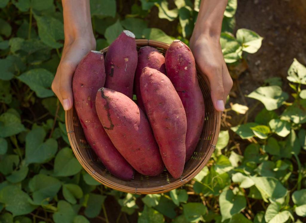 Patate-douce