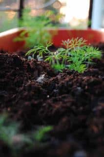 Planter-laneth-en-pot L'aneth en pot