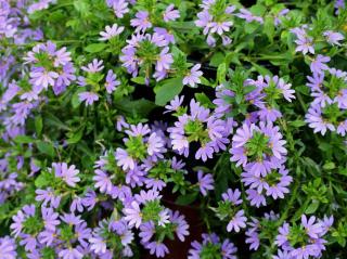 Scaevola-entretien Scaevola entretien
