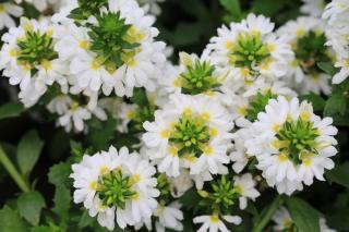 Scaevola-fleur Scaevola fleur