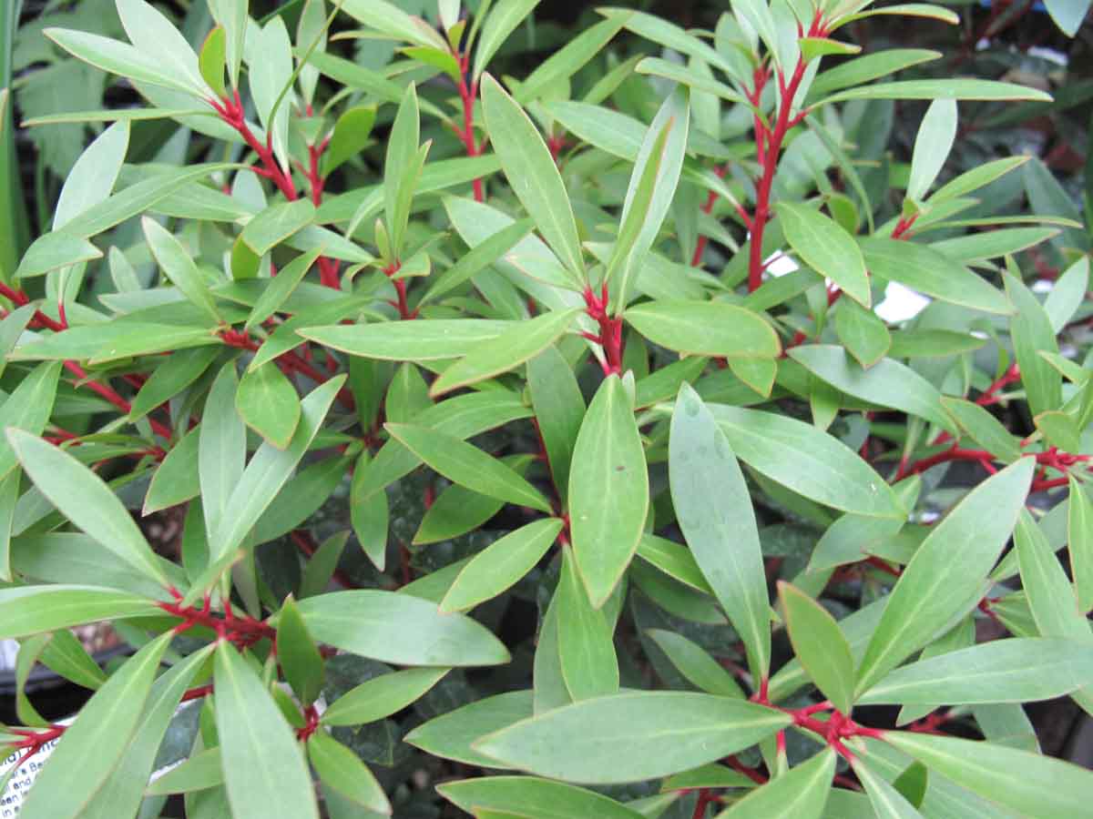 Tasmannia-lanceolata Tasmannia lanceolata