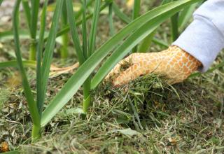 herbe-paillage-legume-potager herbe paillage legume potager