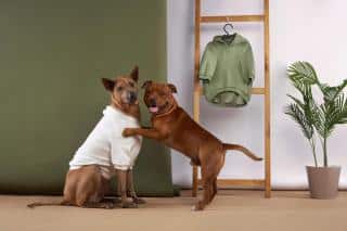 staffie-et-autres-chiens staffie et autres chiens
