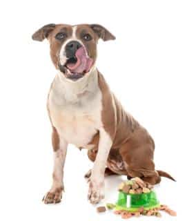 staffie-organisation-repas staffie et alimentation
