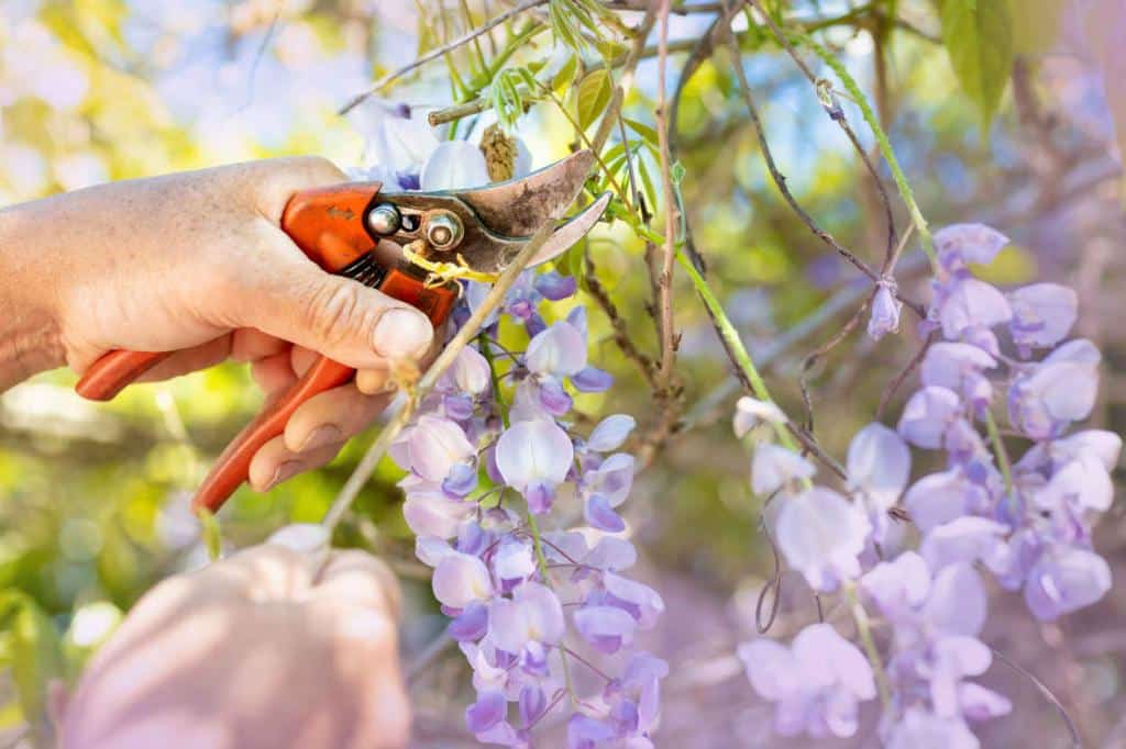 taille glycine